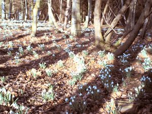 Snowdrops in the Ancient Woodland